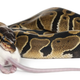 Illustration for article titled The Florida Keys Could Be Heading for a Python Invasion